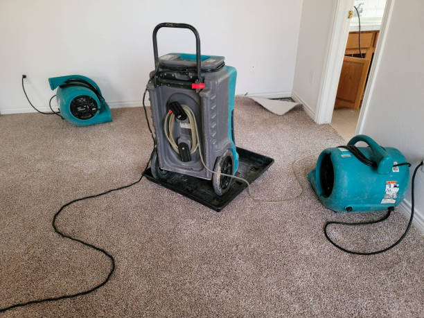 Best Water damage cleanup near me  in Placitas, NM